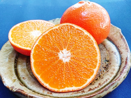 新品種柑橘「みはや」登場！