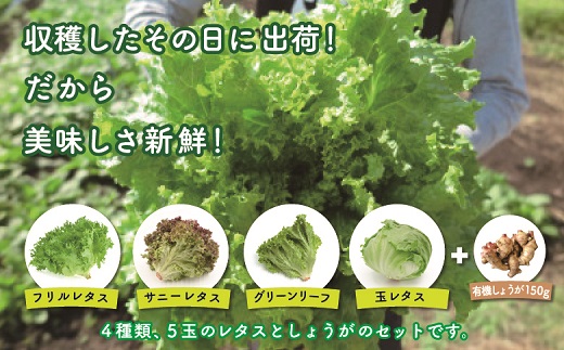 83-07_【有機JAS100％】 野菜が主役！4種のレタス鍋セット