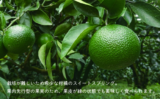 14-58_希少柑橘「スイートスプリング」5kg【先行受付】