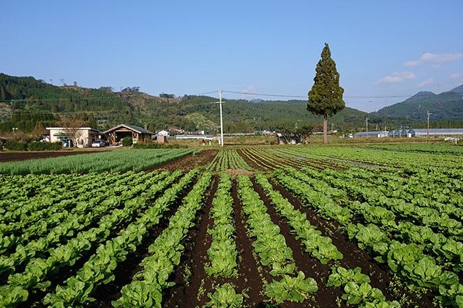 05-11_早川農苑の野菜＆ジャムセット