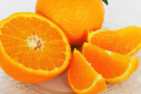 プレミアムな柑橘「津之輝」の受付を開始しました。